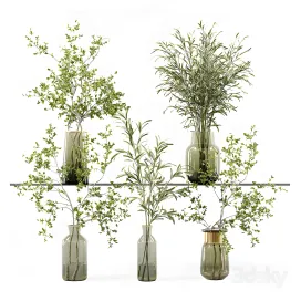 Collection indoor plants